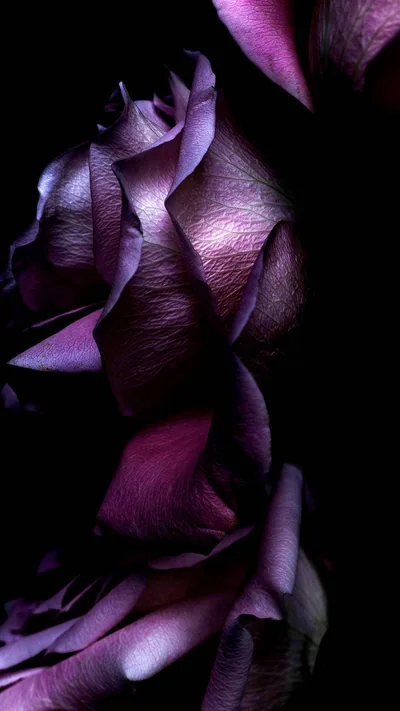 Black And Purple Flower Wallpaper