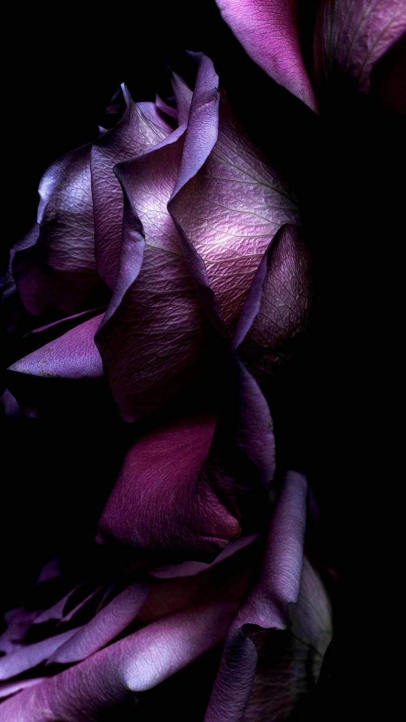 Black And Purple Flower Wallpaper