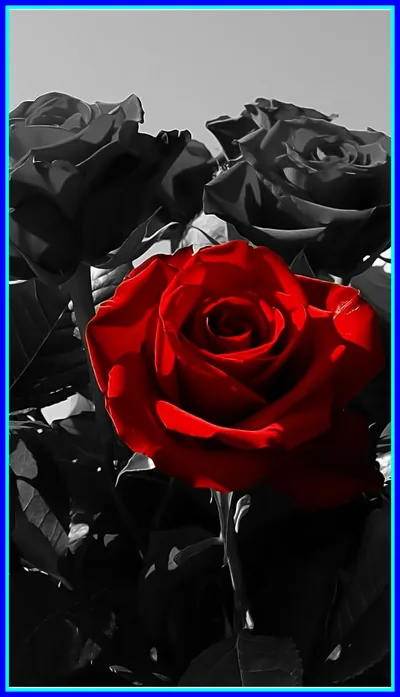 Rose Dark Aesthetic Wallpapers