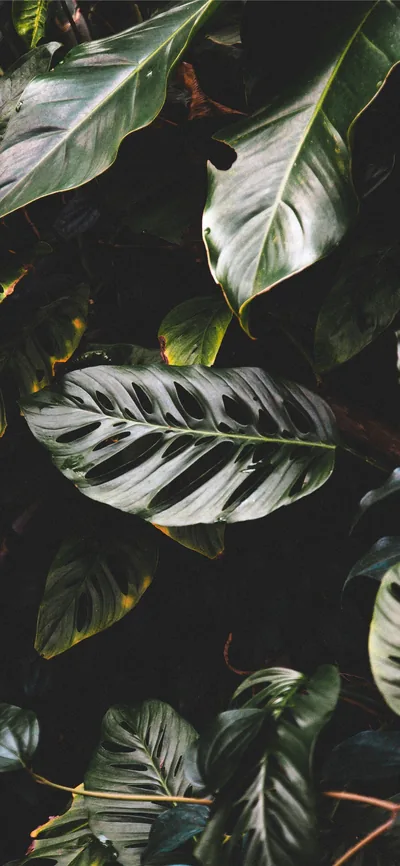 IPhone 16 Wallpaper Black Wallpaper