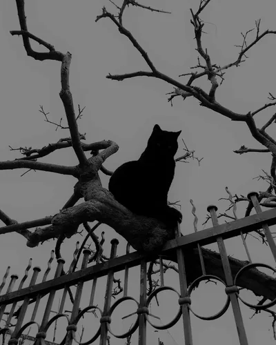 Enigmatic Academia Explore the Dark Aesthetic