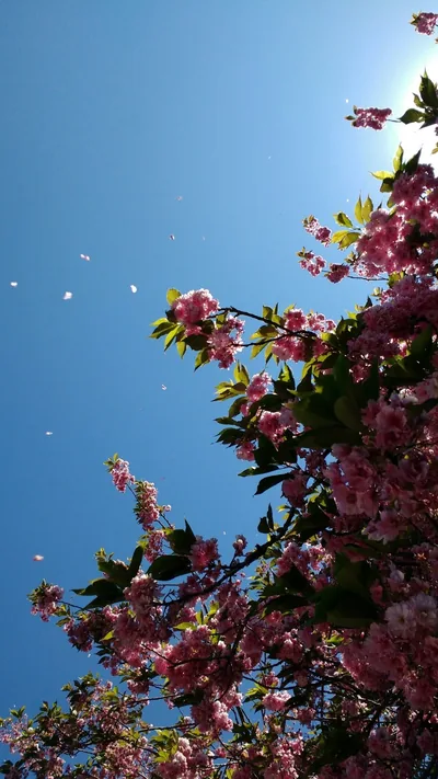 Cherry Blossoms Against a Clear Blue Sky HD Phone Wallpaper
