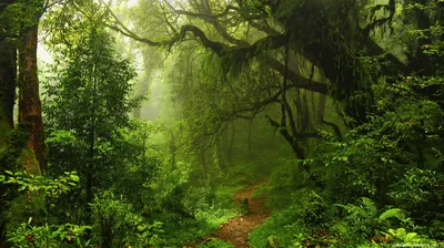 Jungle Path Under Mossy Branches HD Wallpaper