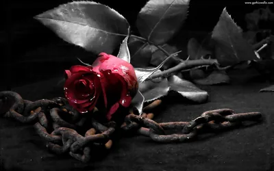 Wallpapers Of Black Rose