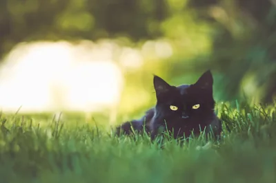 Cat Crouched in Sunlit Grass HD Wallpaper