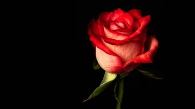 Single Red Rose on Black HD Wallpaper
