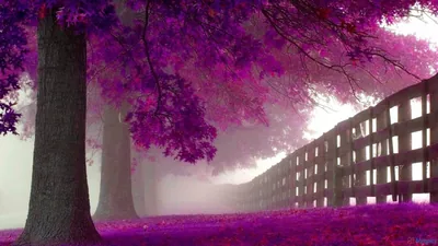 Purple HD Wallpapers