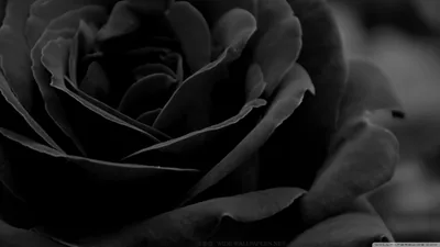 Black And White Roses Wallpaper images