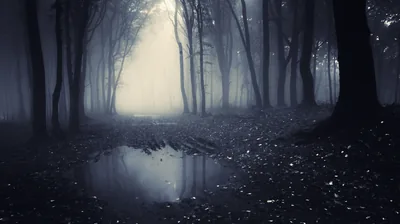 Foggy Forest with Still Water HD Wallpaper