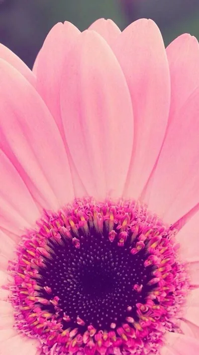 Girly Background