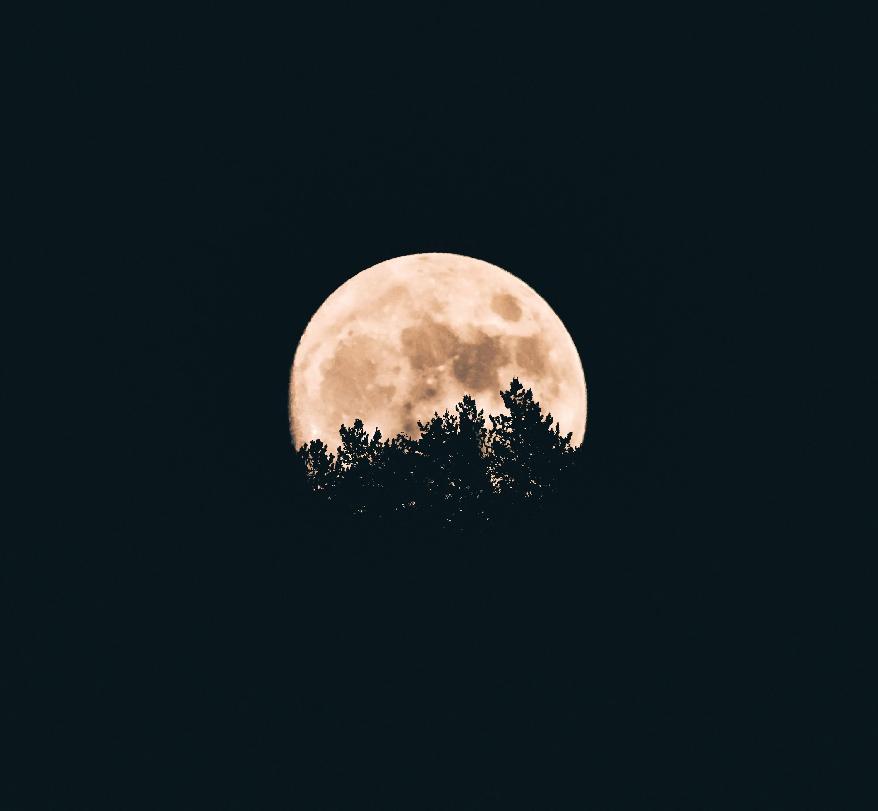 A peach-toned moon rises half clear of a ragged pine treeline, the sky above and below dropping to unbroken black on an OLED screen.