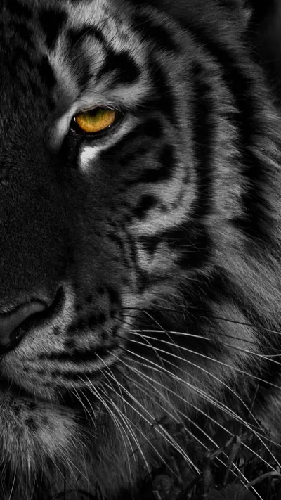 free Half Face Of Black Tiger Wallpaper