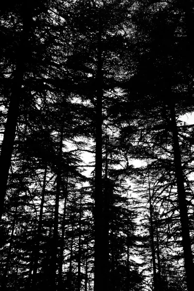 A black and white photo of trees in the woods Free Stock Photo