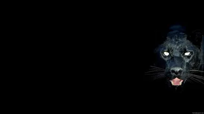 Black Panther Face Emerging from Darkness HD Wallpaper