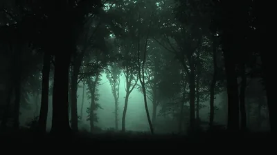 Silhouetted Trees in Green Mist HD Wallpaper