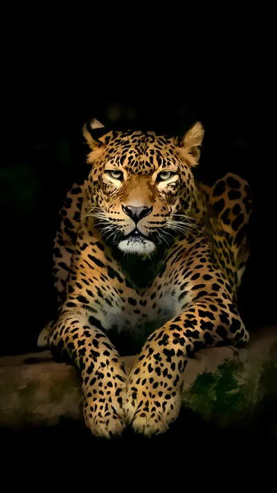 Leopard on a Branch Against Black HD Phone Wallpaper