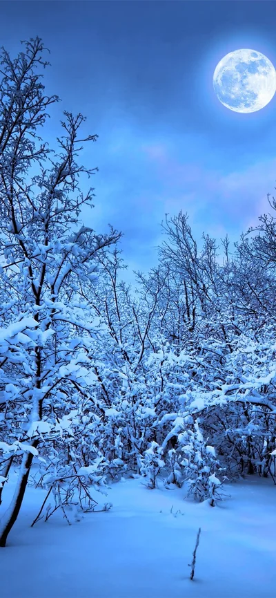 Full Moon over Snowy Forest HD Phone Wallpaper