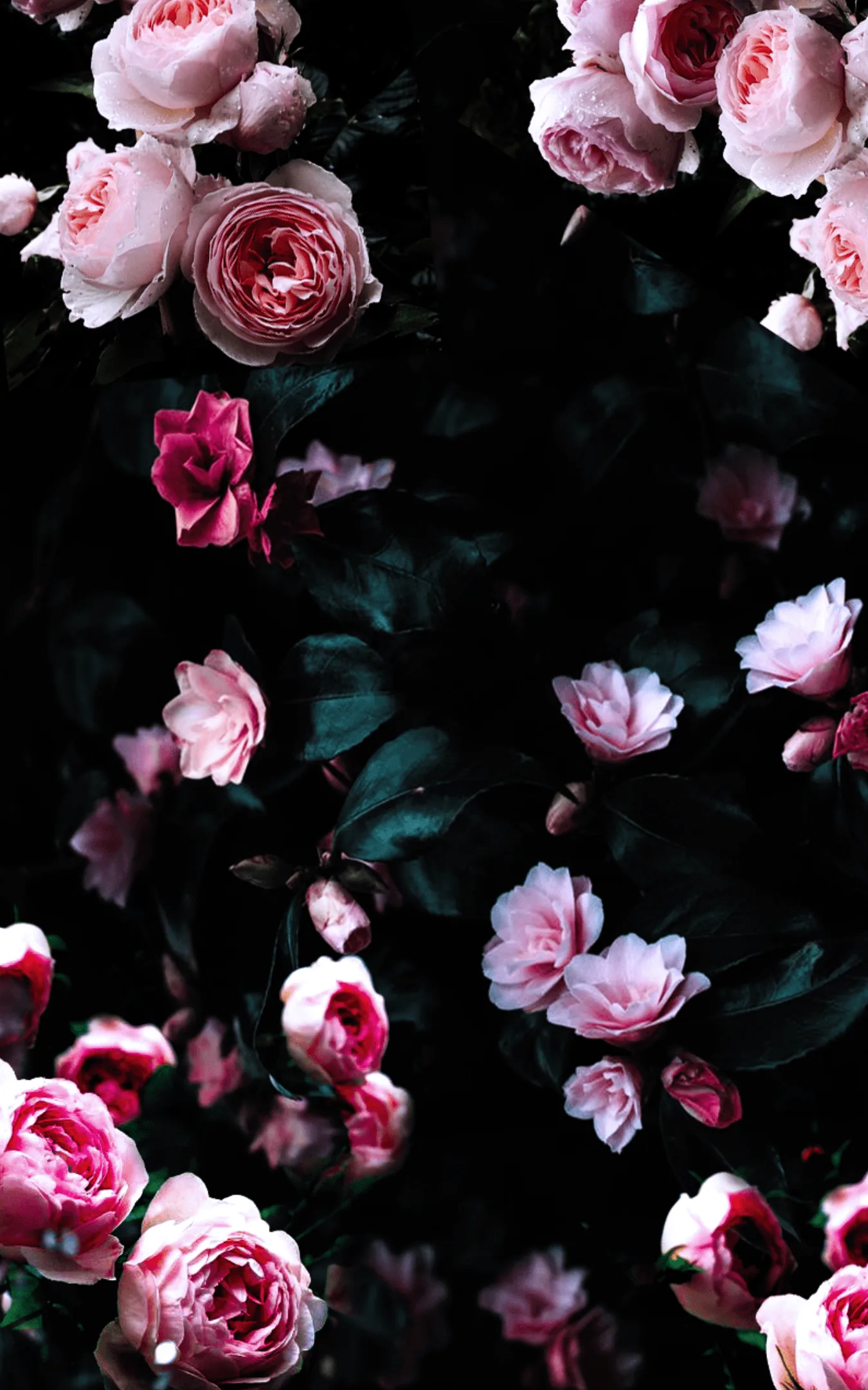 Black Flower Desktop Wallpapers Black Flower Desktop