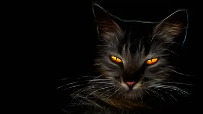 Glowing Orange Eyes and Wire Fur HD Wallpaper