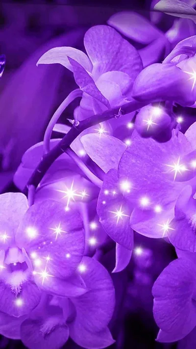 Purple Colour Wallpapers For Mobile
