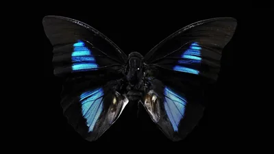 Butterfly Black Background pictures