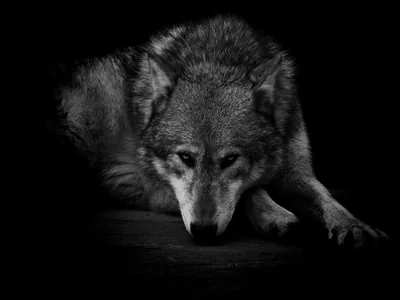Cool Black Wolf Wallpapers Cool Black Wolf Backgrounds