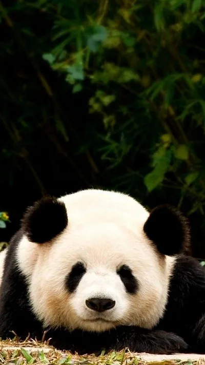 Cute Wallpaper Black Panda