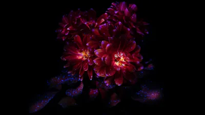 Red Dahlias Lit from Within HD Wallpaper