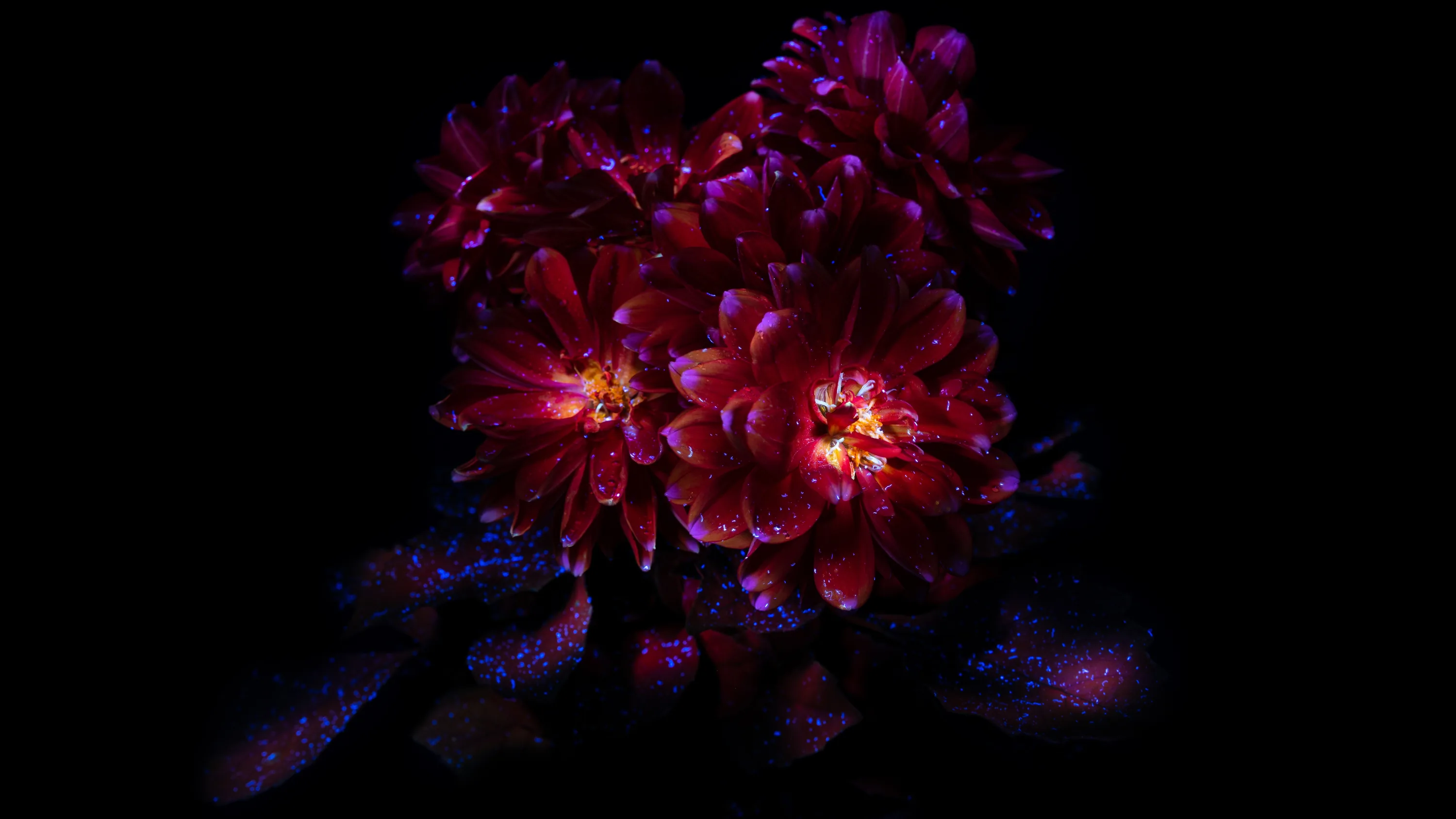 Chrysanthemum flowers Wallpaper 4K, Dark aesthetic, Bloom