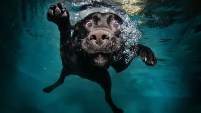 Funny Dog Black Labrador Retriever Under Body Of Water 4K HD Funny Dog Wallpapers