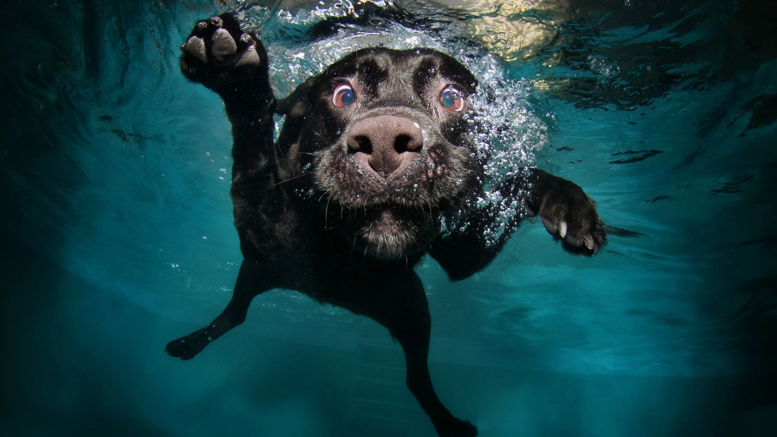 Funny Dog Black Labrador Retriever Under Body Of Water 4K HD Funny Dog Wallpapers