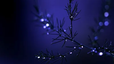 blur needles, branch, drops, water, blue, dark wallpaper, background 4K