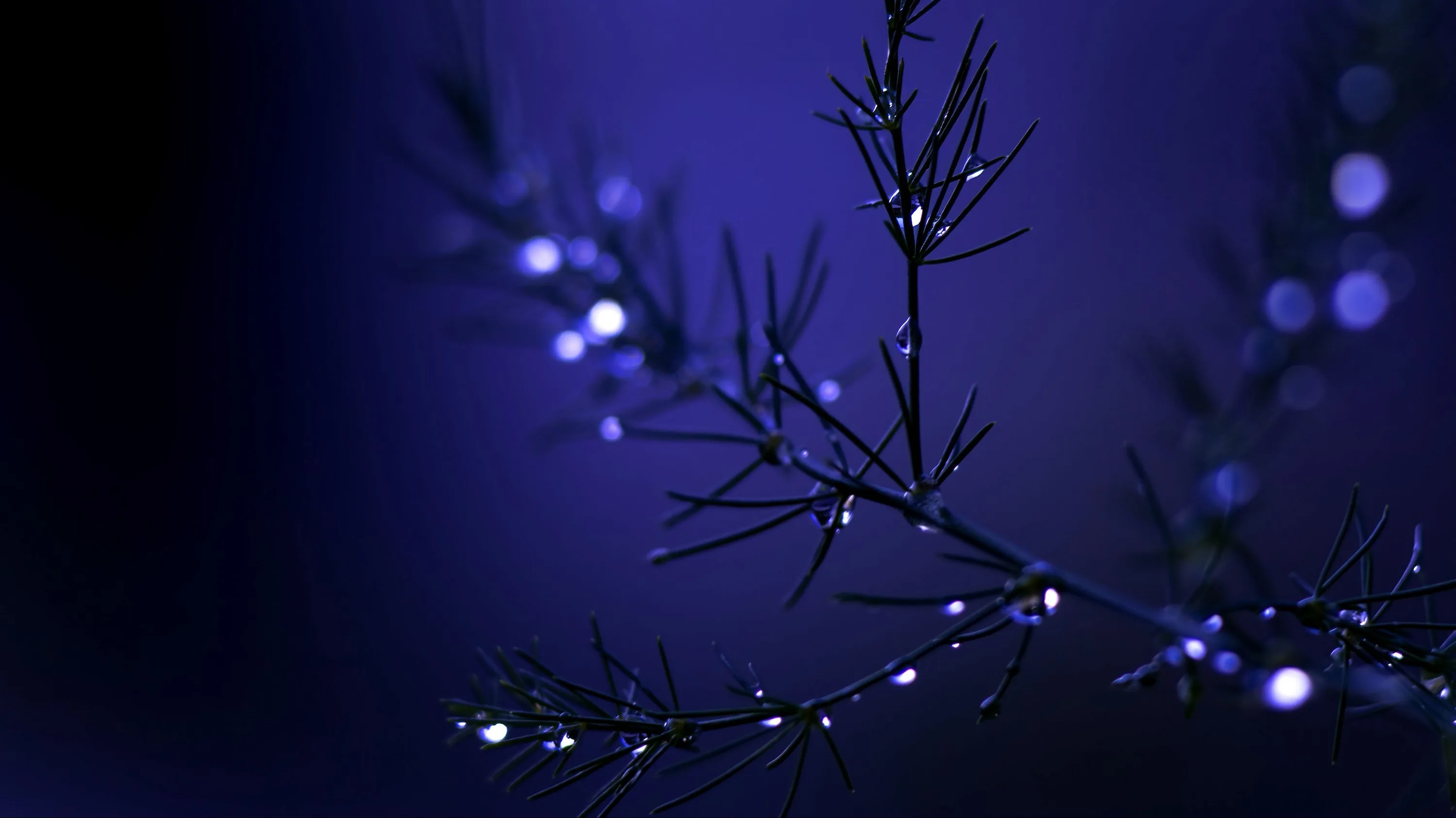 Thin fern needles hold tiny dewdrops against a violet-indigo dusk, bokeh sparks scattered on the right while the left edge dissolves into black.