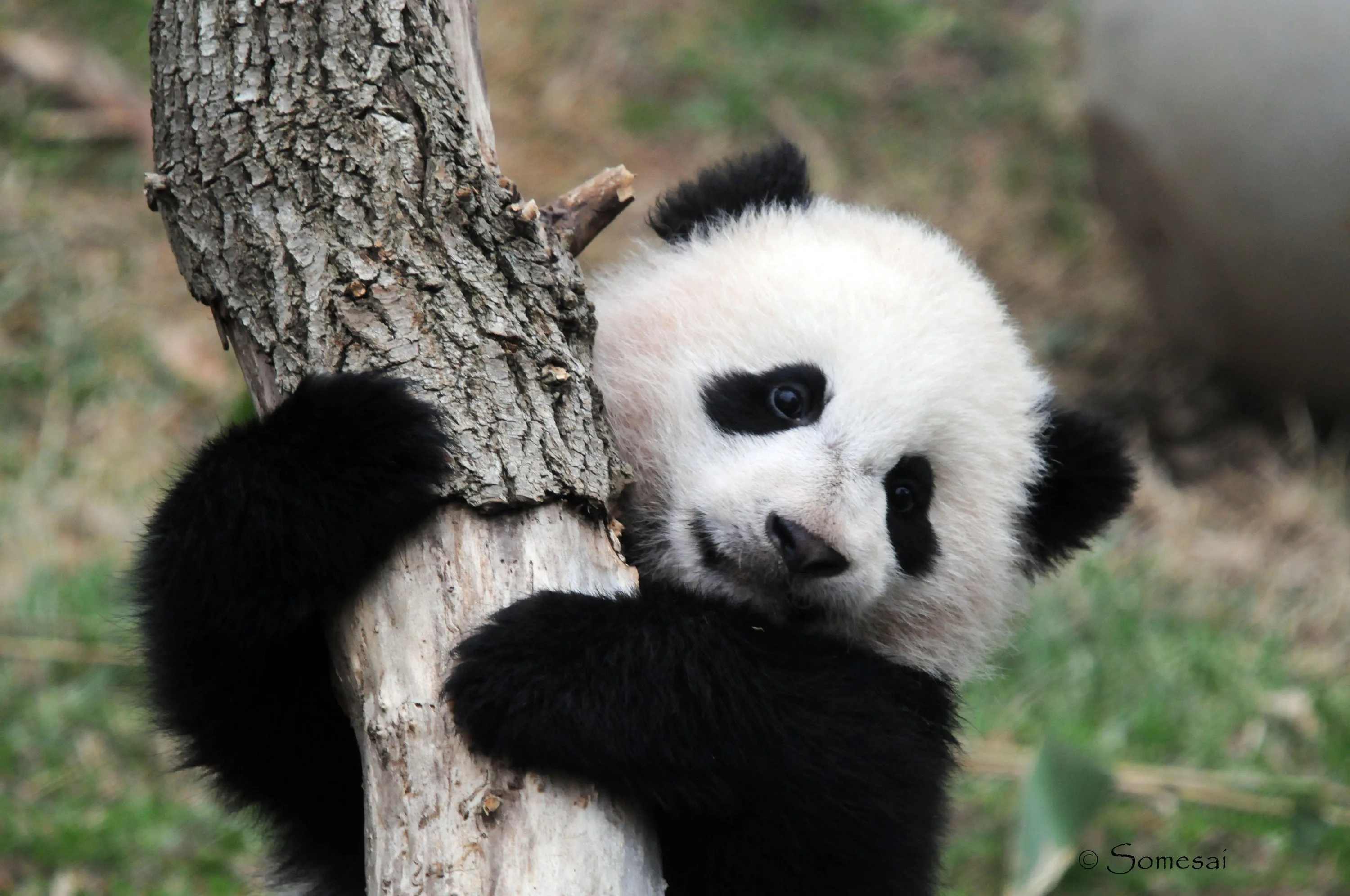 Panda Cub Wallpapers