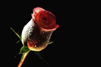 Red Rosebud Covered in Dew HD Wallpaper