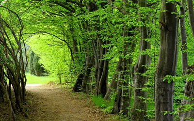 Footpath Beneath Arching Spring Beeches HD Wallpaper