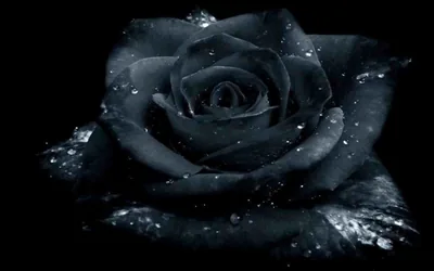 Black Rose Background