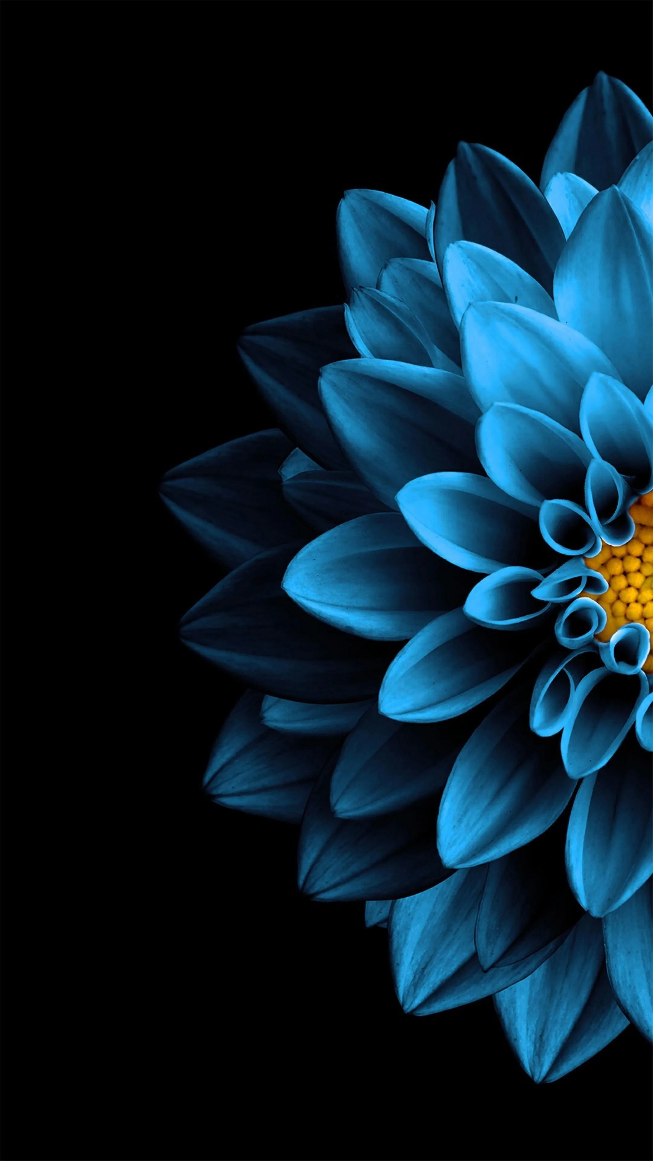 A blue dahlia sits in the upper right with a yellow centre, petals fading into pure black across the left half of the frame.