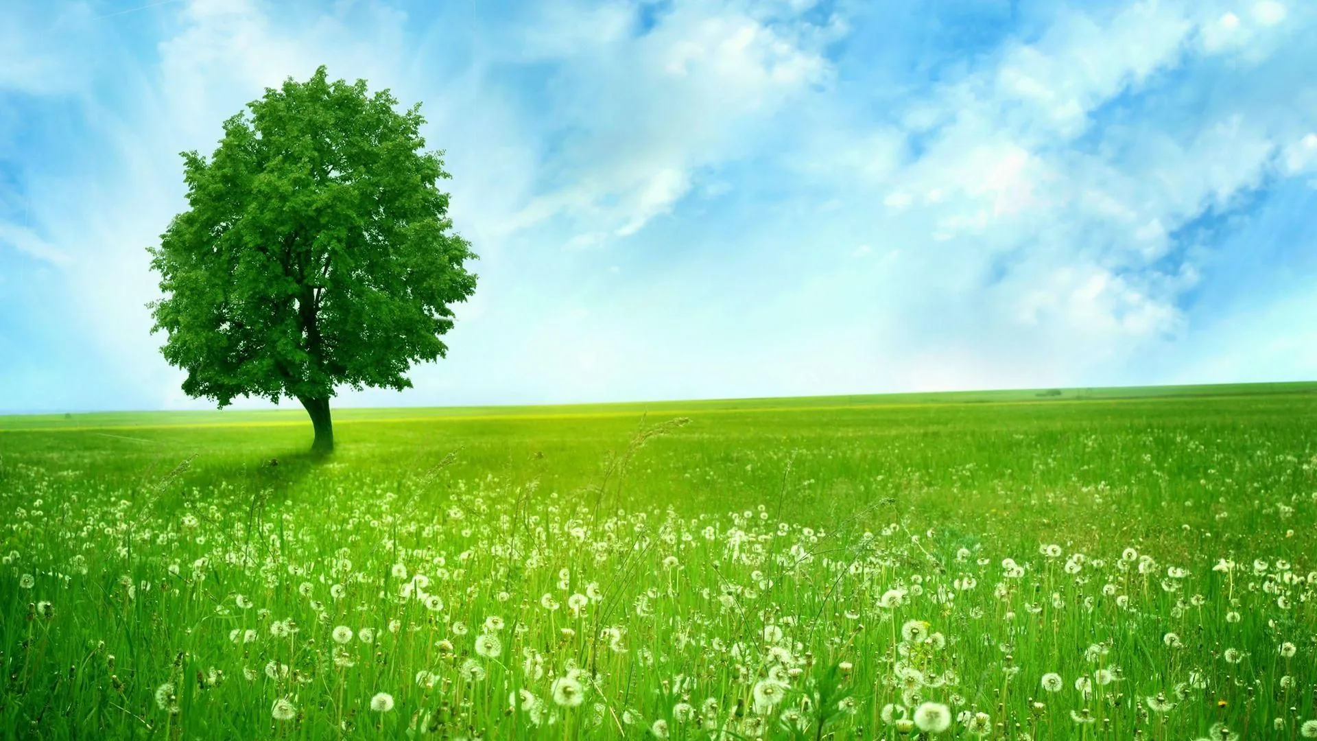 Green Backgrounds