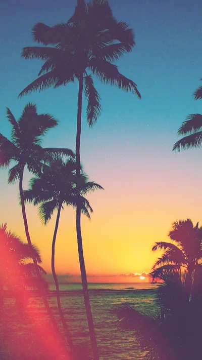 Palm Silhouettes at Retro Sunset HD Phone Wallpaper