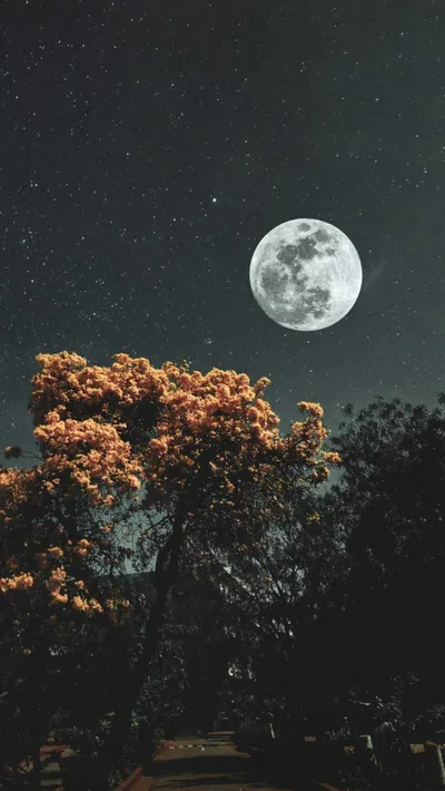 Iphone 15 Background