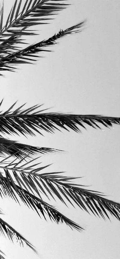 Best Black iPhone HD Wallpapers