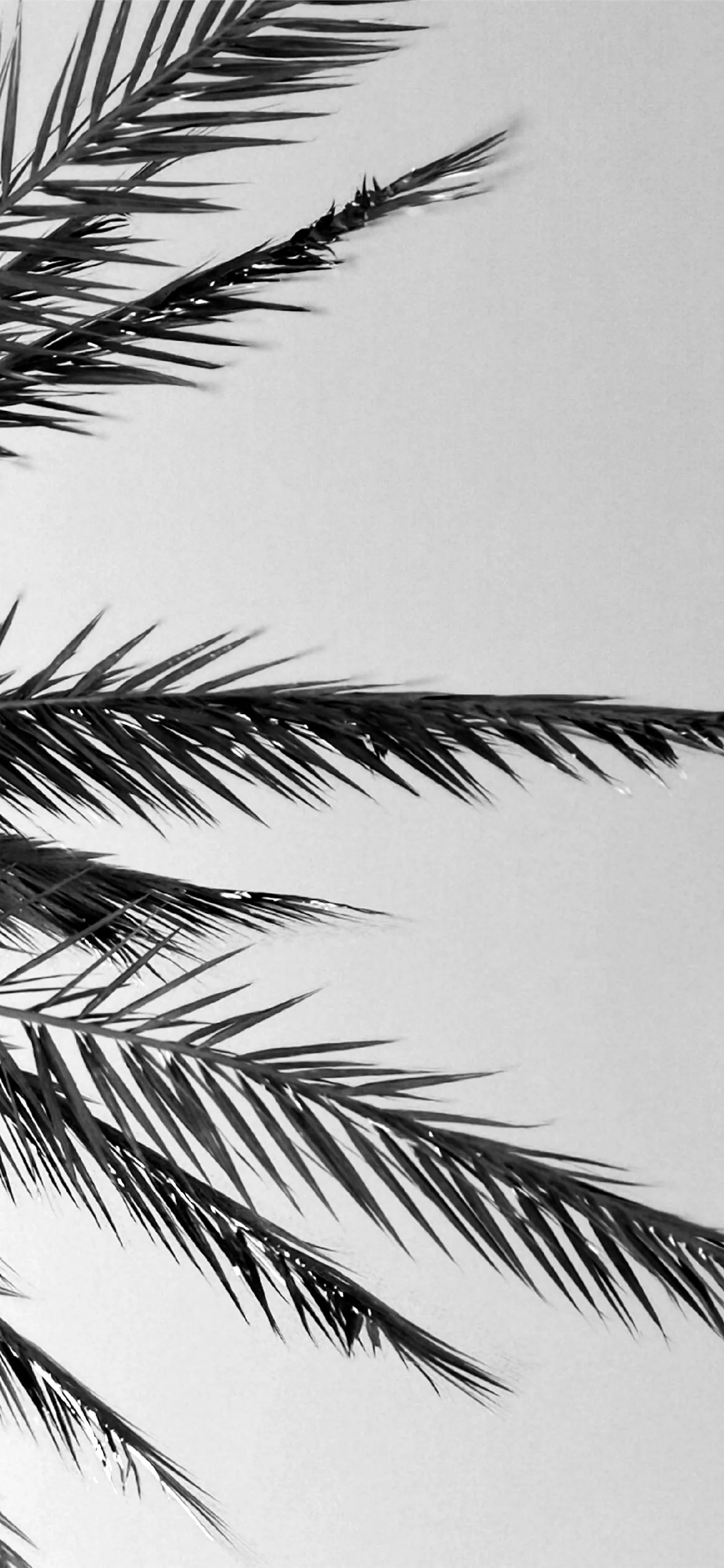 Best Black iPhone HD Wallpapers
