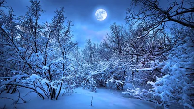 Snowy Forest Under a Full Moon HD Wallpaper