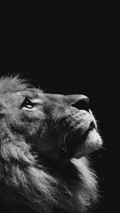 Lion Looking Up in Monochrome HD Phone Wallpaper