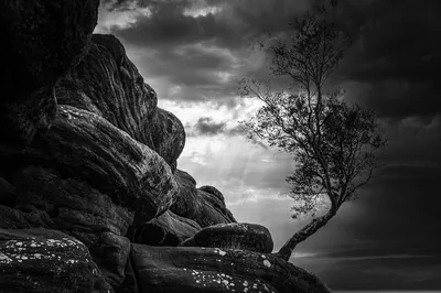Lone Tree on Rocks in Black and White HD Wallpaper