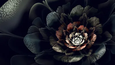 Dark Flower Desktop Wallpapers