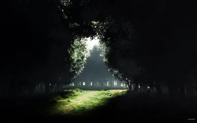 Serene Meadow A Dark Nature Escape HD Wallpaper