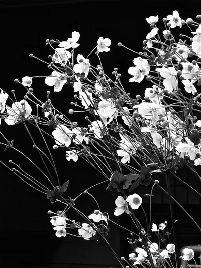 Black flowers aesthetic wallpaper Wallpaper