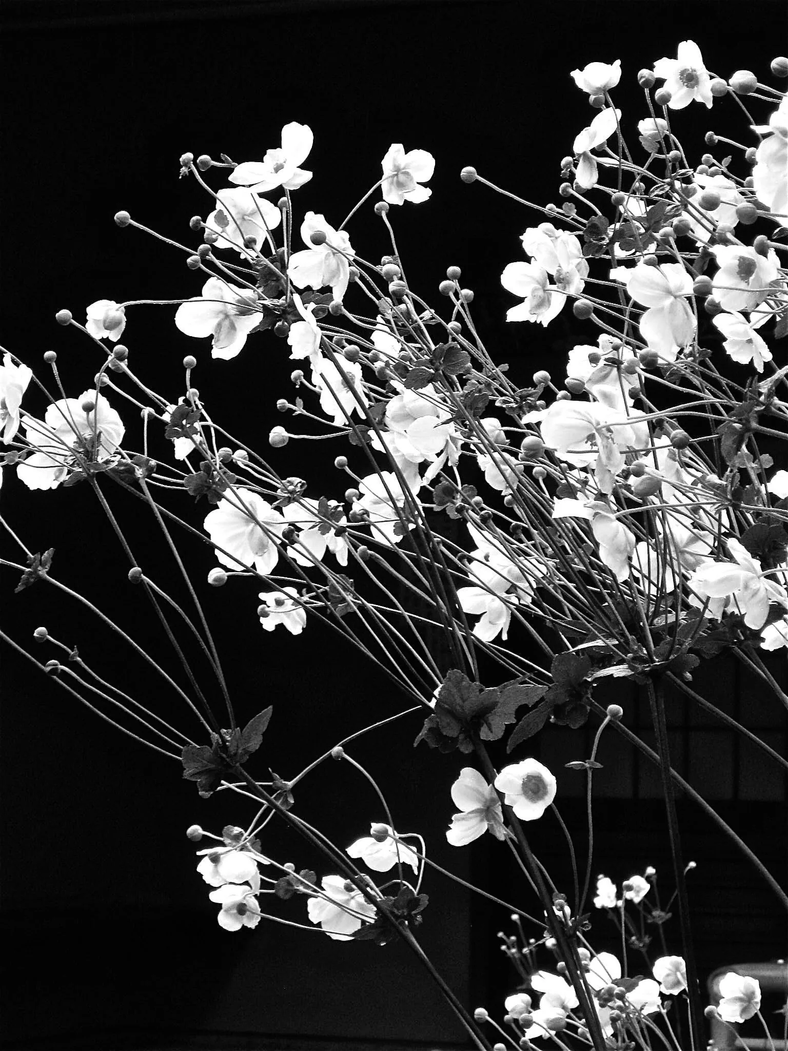 Black flowers aesthetic wallpaper Wallpaper